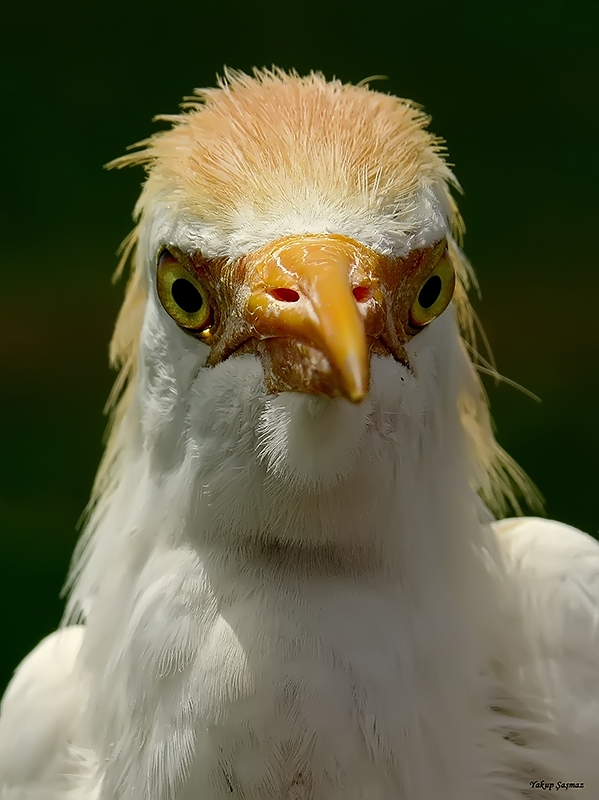 Western Cattle Egret