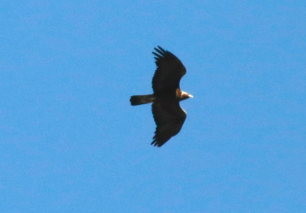 Eastern Imperial Eagle