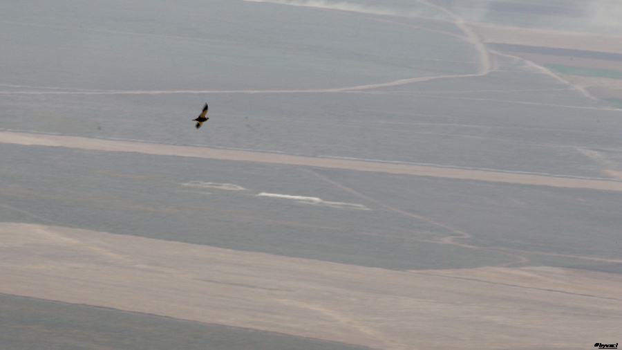 Black-bellied Sandgrouse
