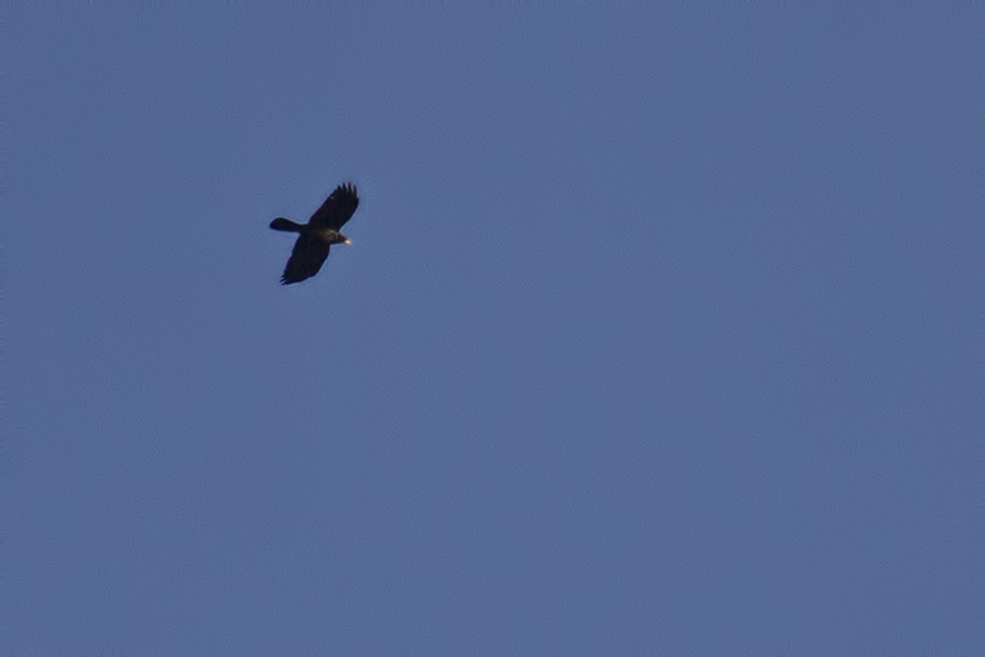 Alpine Chough
