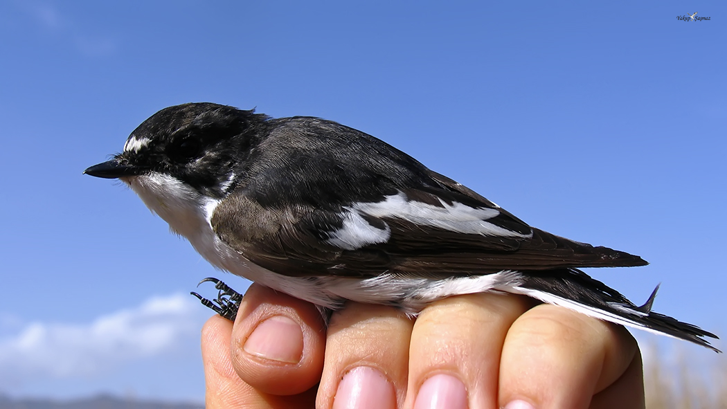 European Pied Flycatcher