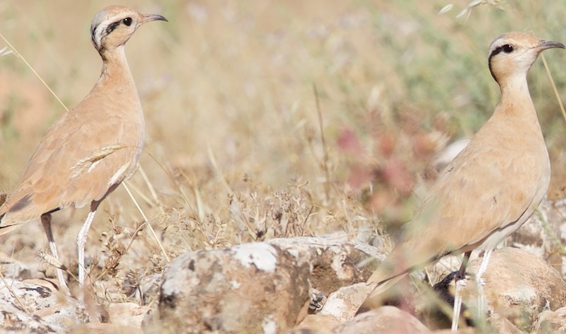 Cream-colored Courser