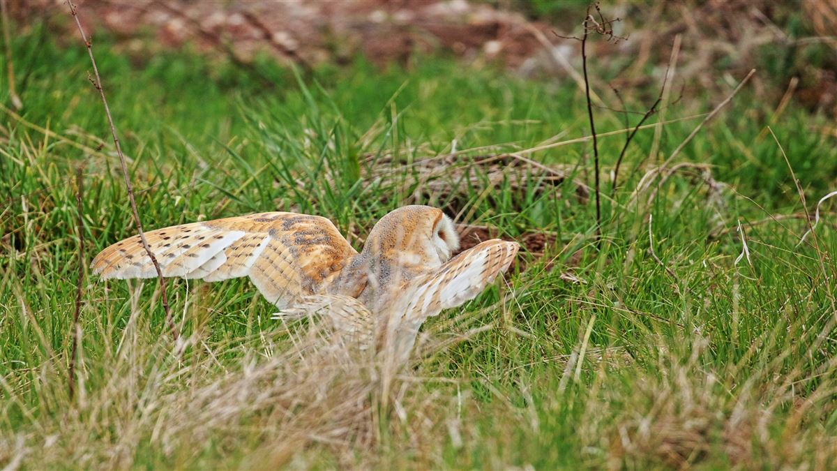Western Barn Owl