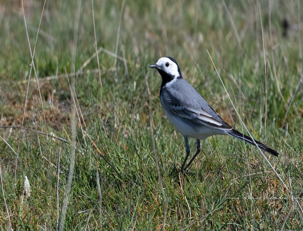 Ak Kuyruksallayan