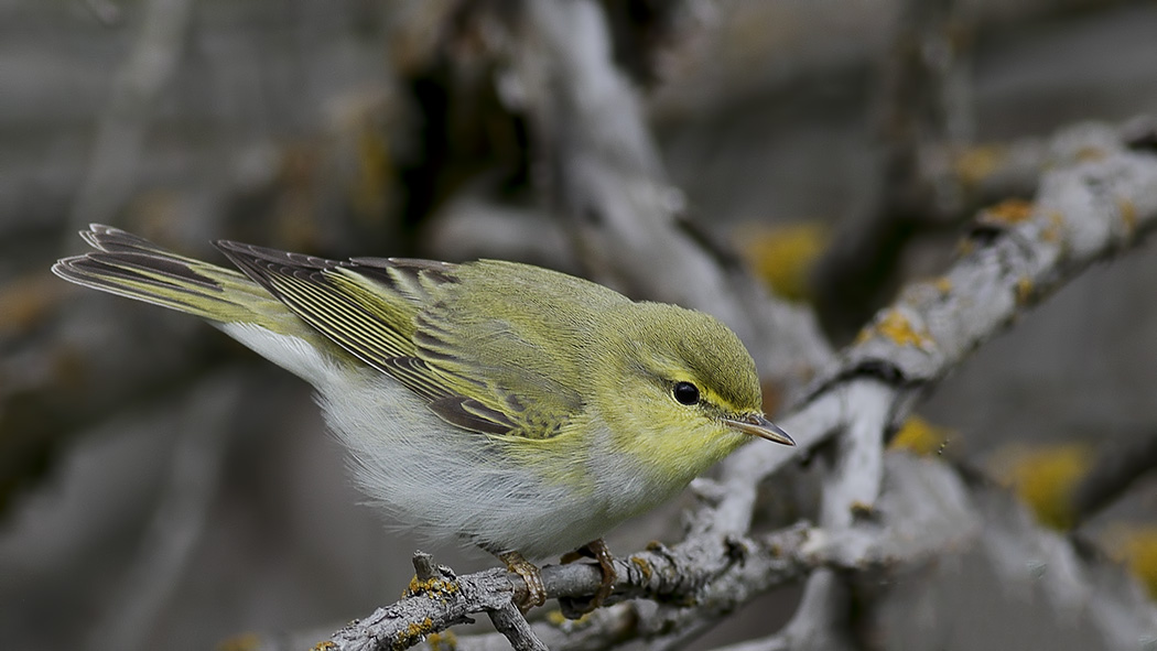 Wood Warbler