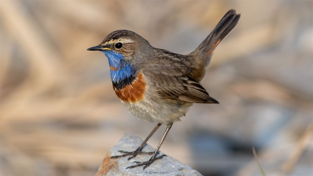 Bluethroat