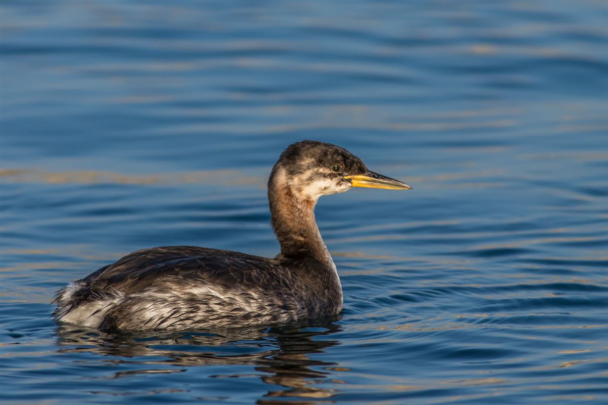 Red-necked Grebe