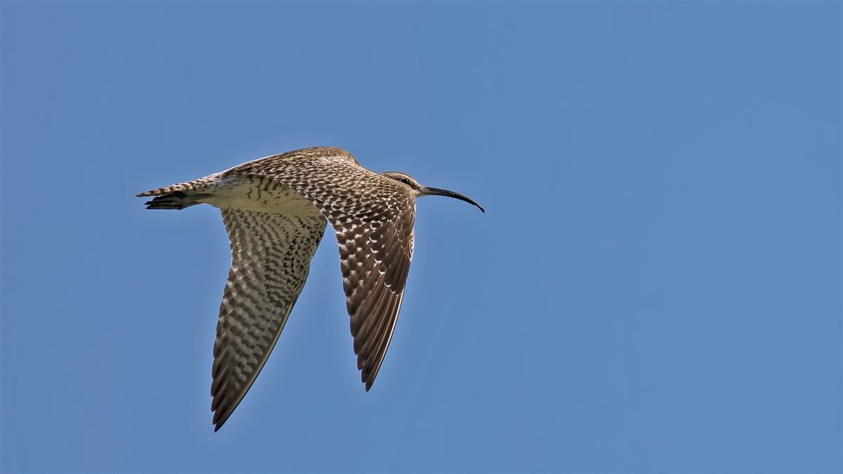 Eurasian Whimbrel