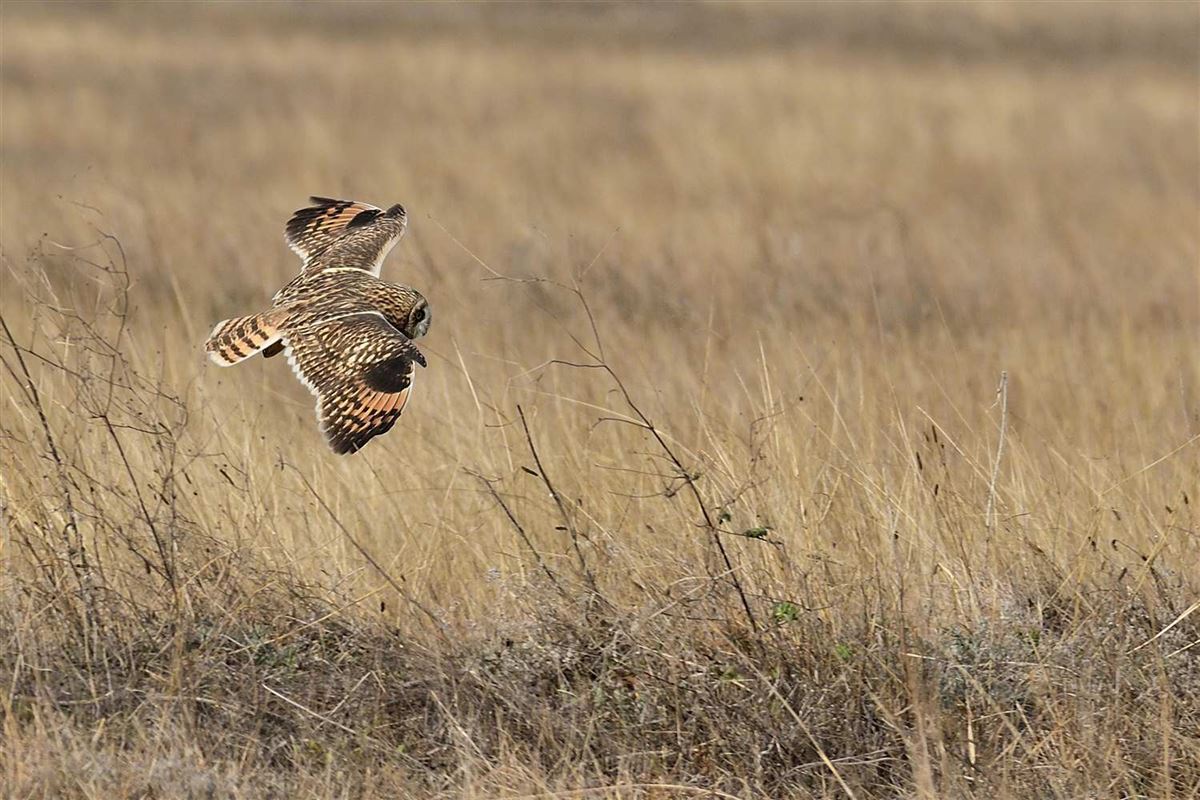 Short-eared Owl