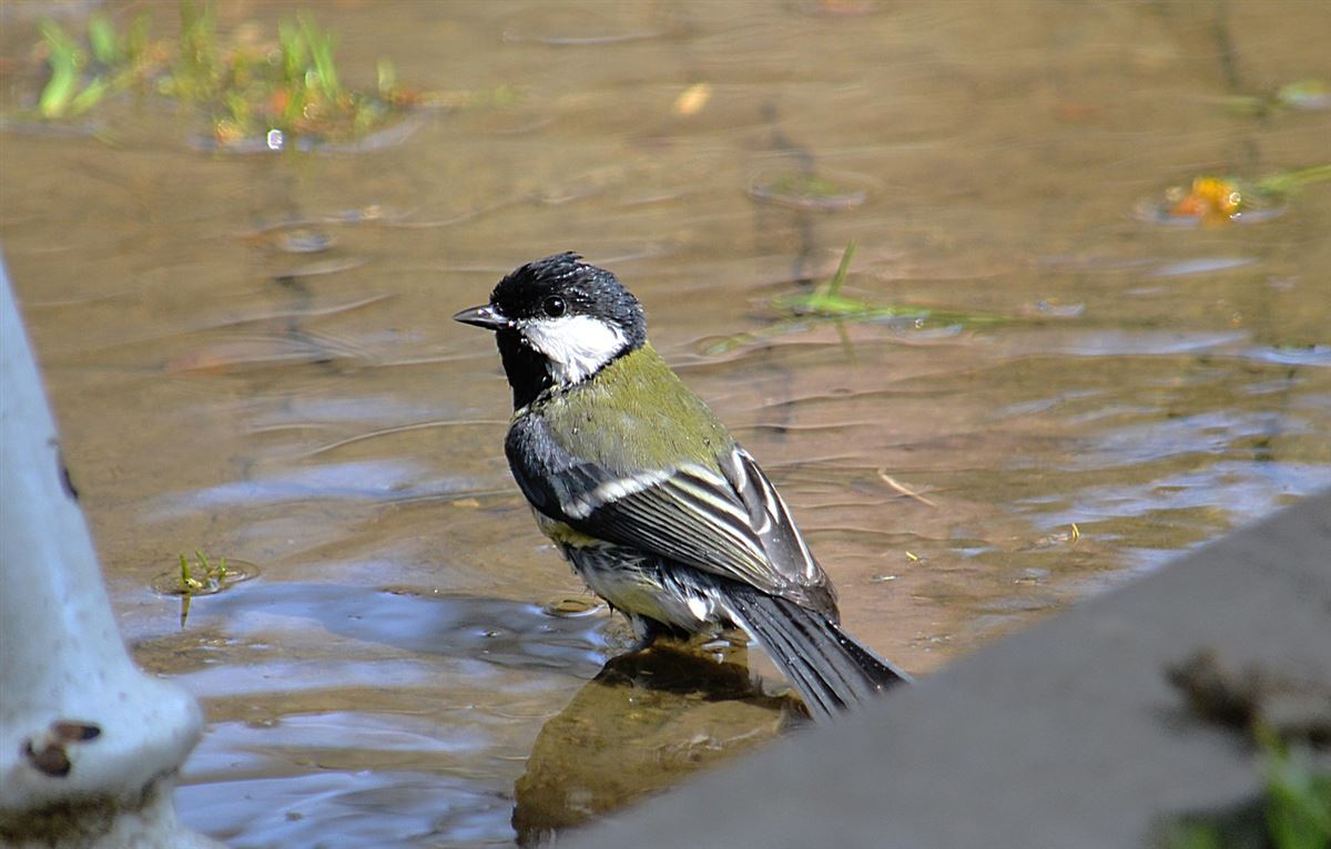 Büyük Baştankara
