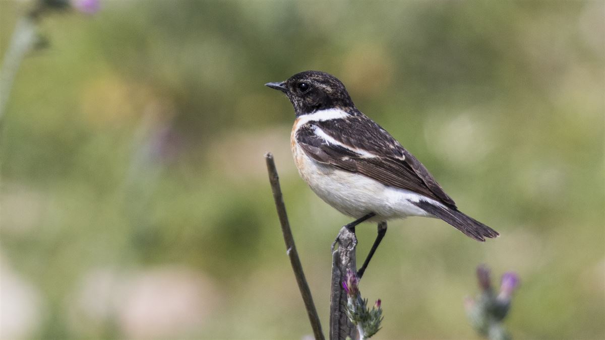 Siberian Stonechat
