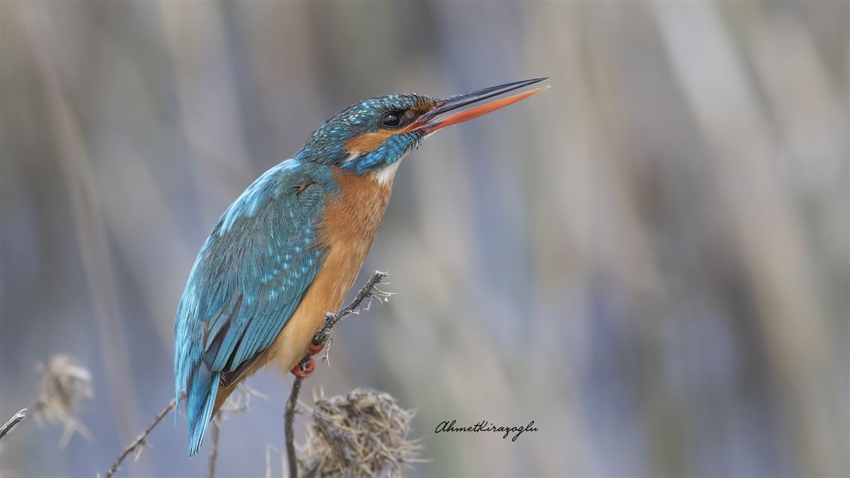 Common Kingfisher