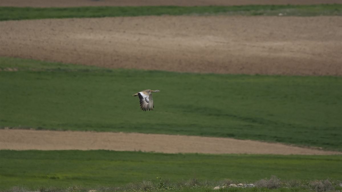 Great Bustard