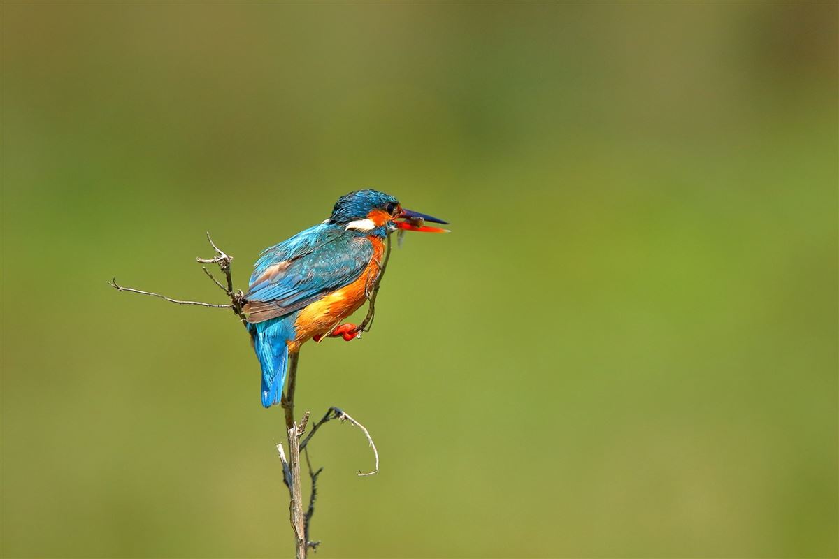 Common Kingfisher