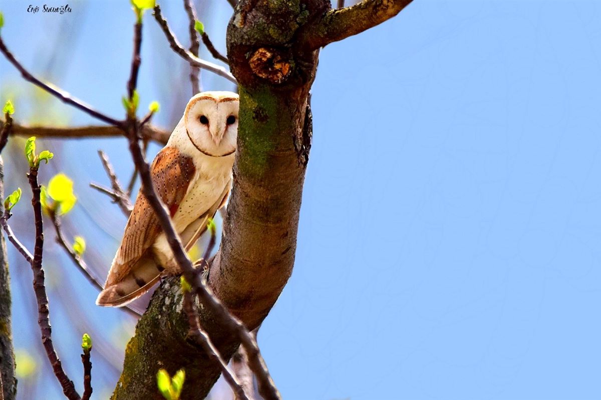 Western Barn Owl
