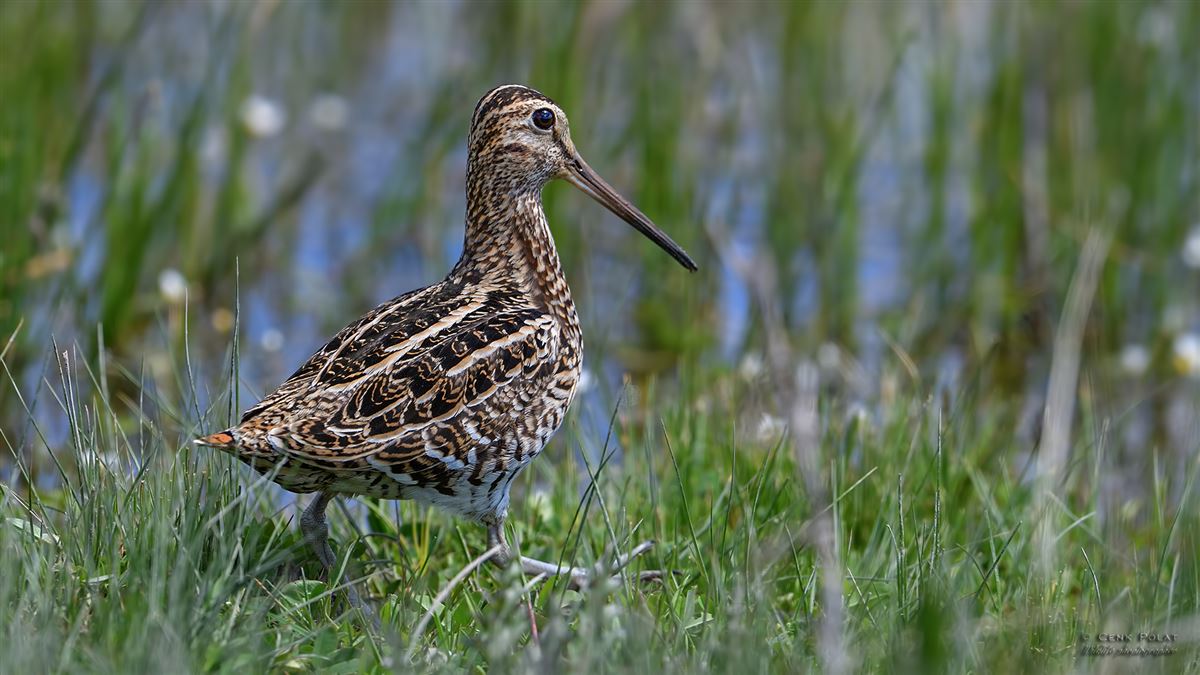 Great Snipe