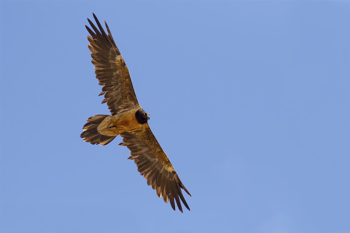 Bearded Vulture