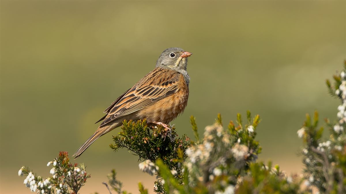 Ortolan Bunting