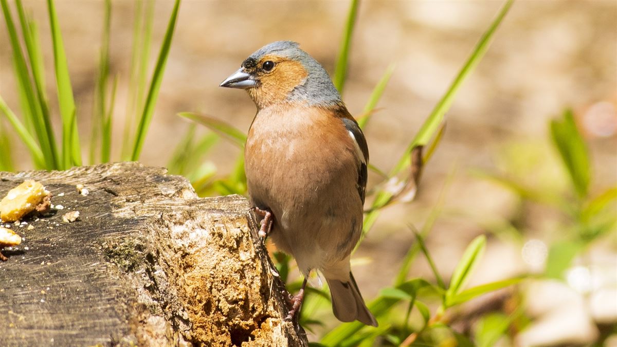 Eurasian Chaffinch