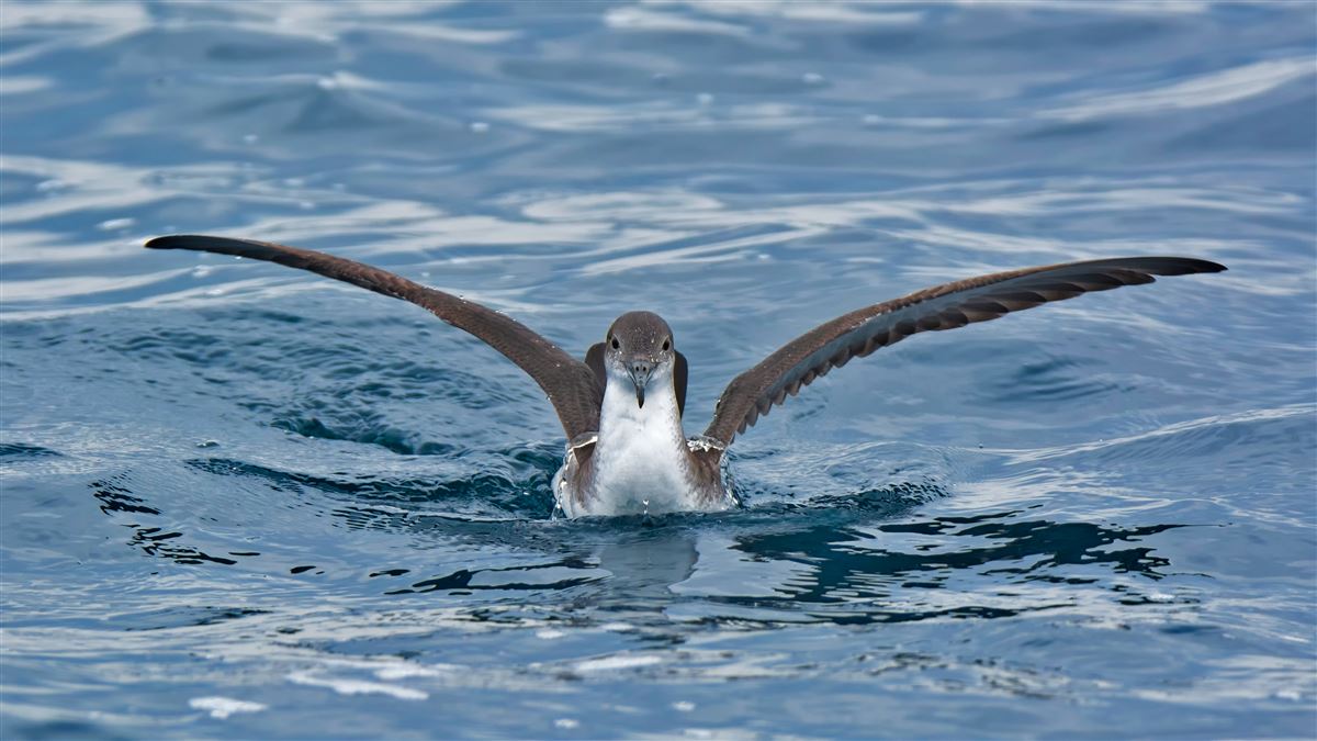 Yelkouan Shearwater