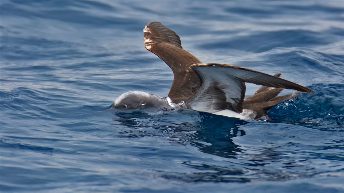 Yelkouan Shearwater