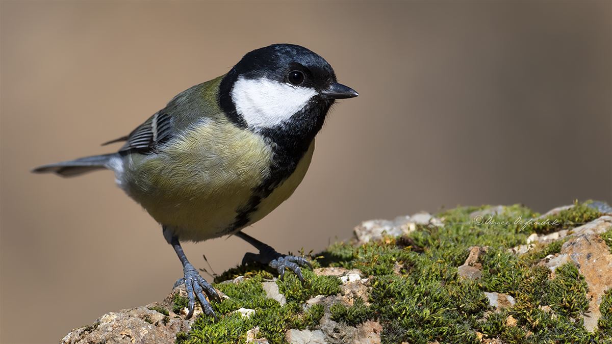 Great Tit