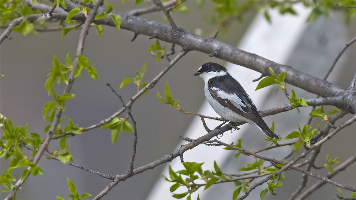 Semicollared Flycatcher