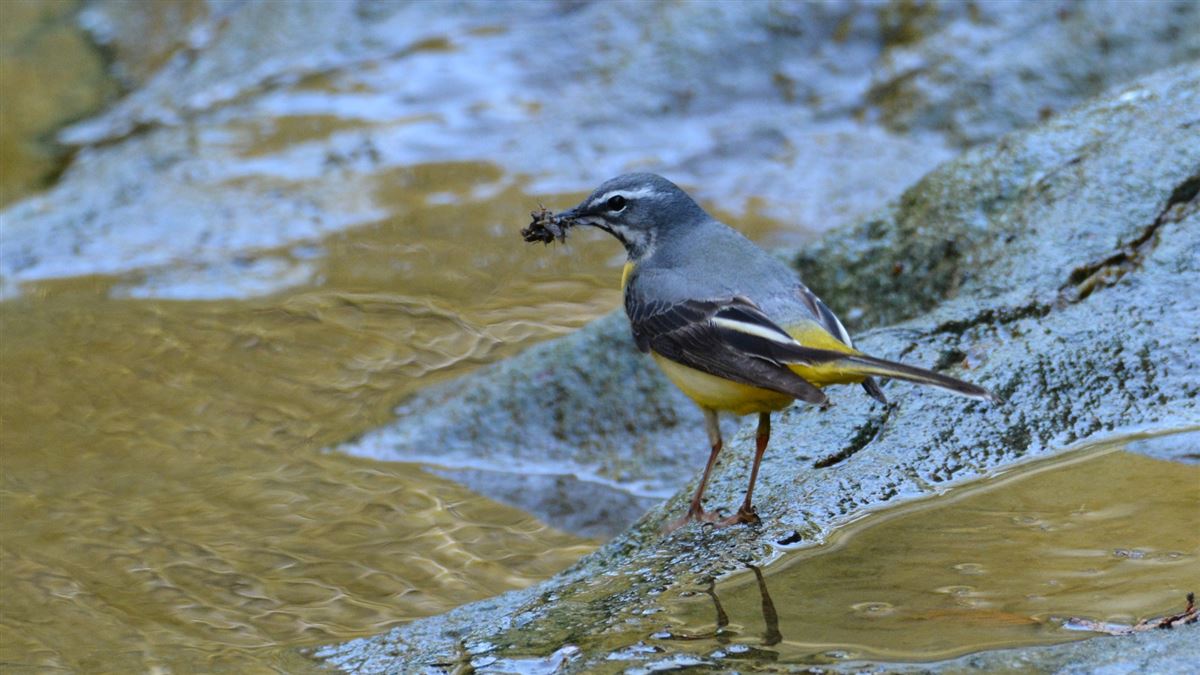 Grey Wagtail