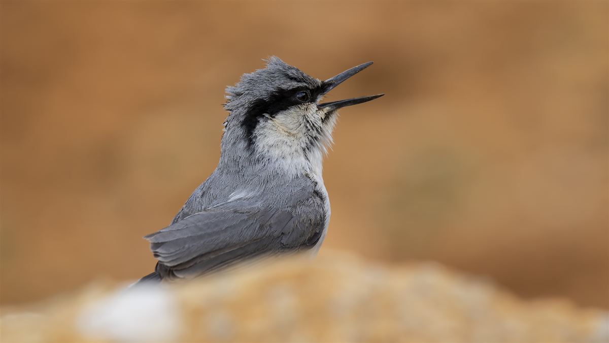 Western Rock Nuthatch
