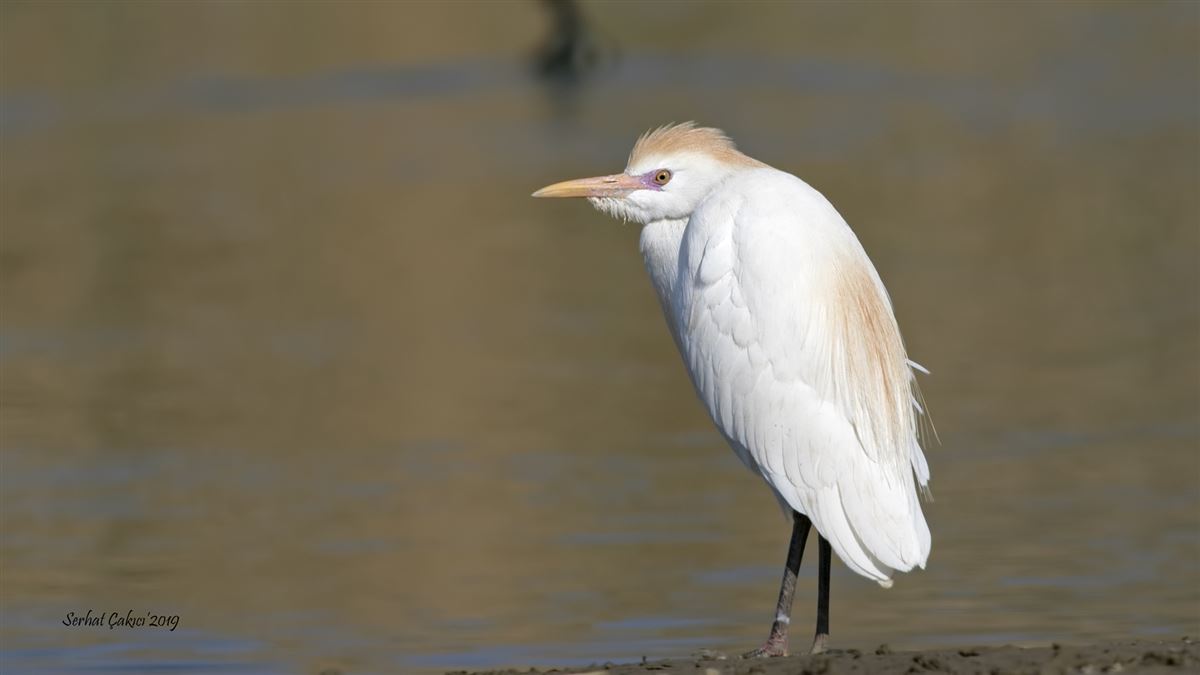 Western Cattle Egret