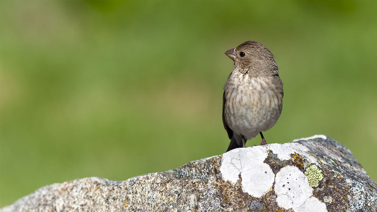 Common Rosefinch