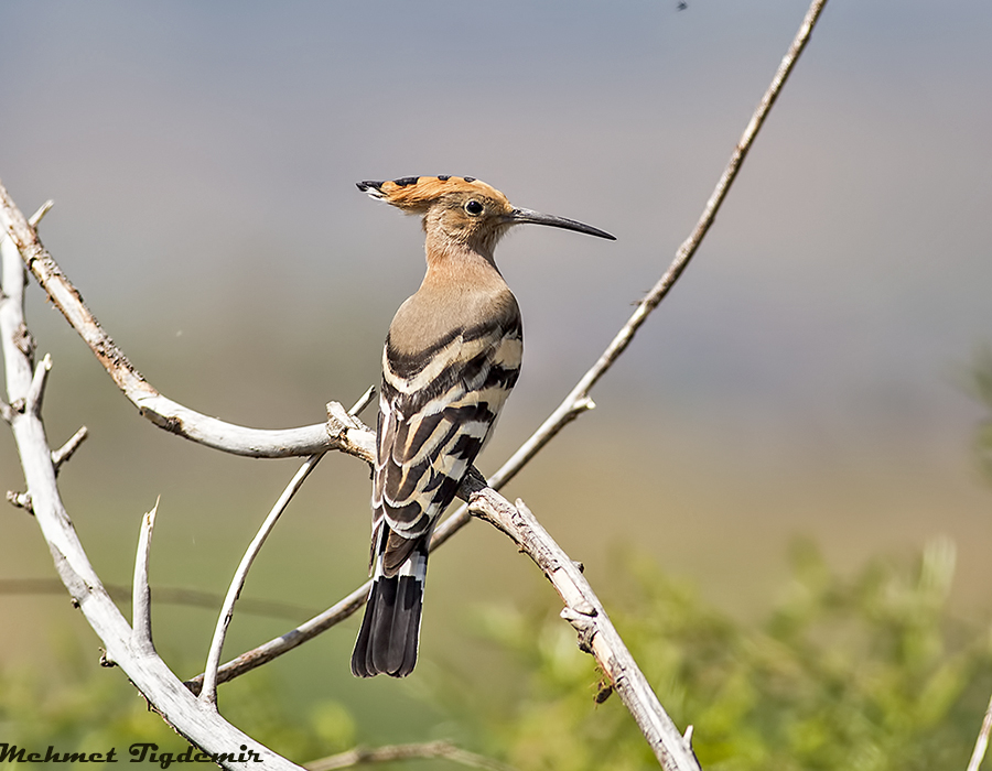 Common Hoopoe