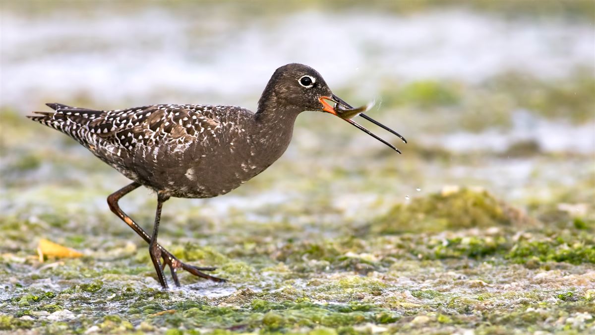 Spotted Redshank