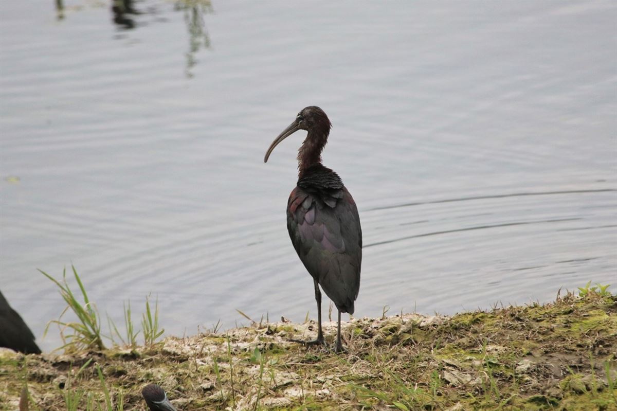 Glossy Ibis