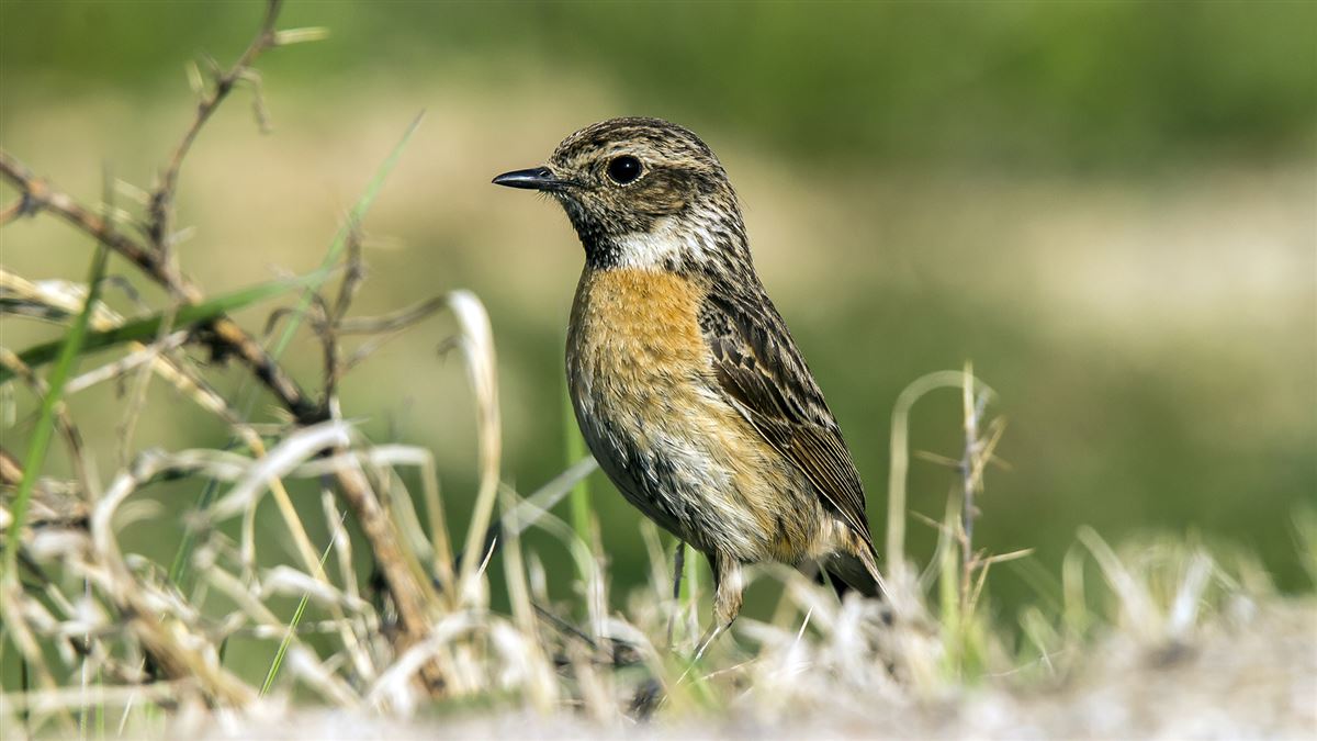 European Stonechat