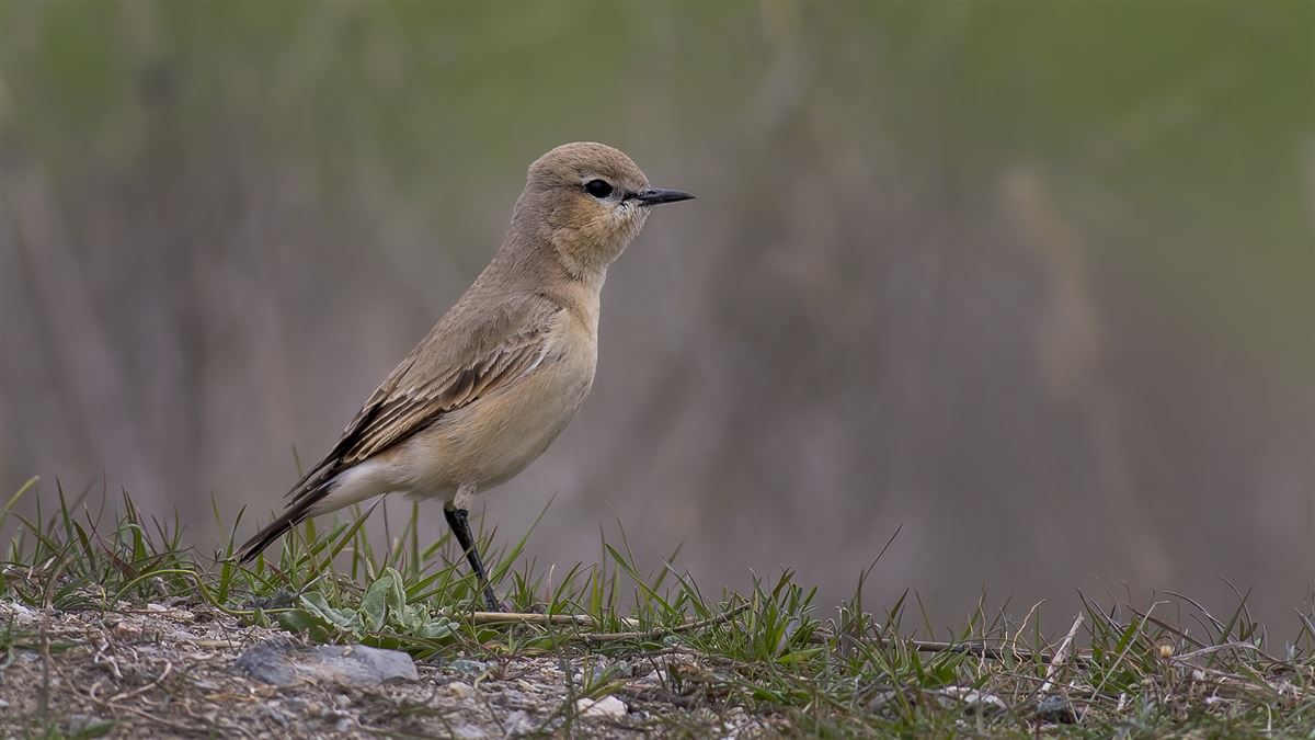 Isabelline Wheatear