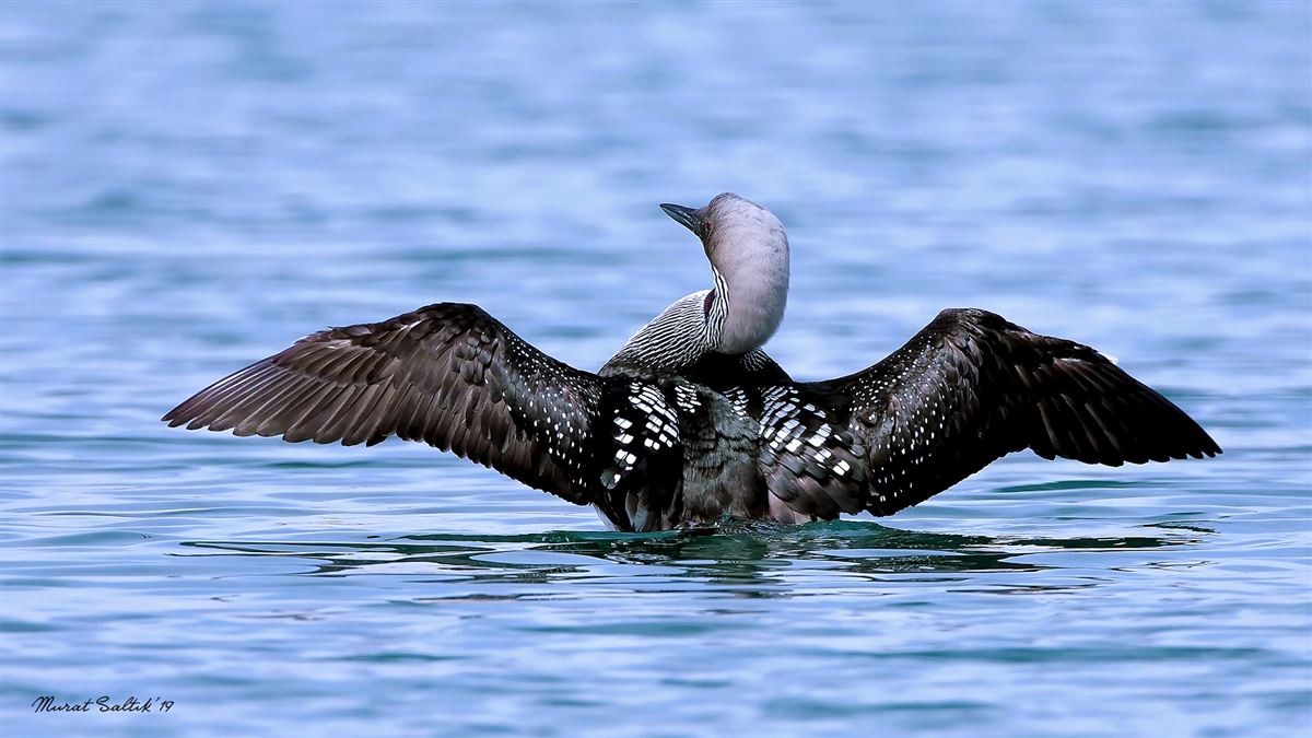 Black-throated Loon