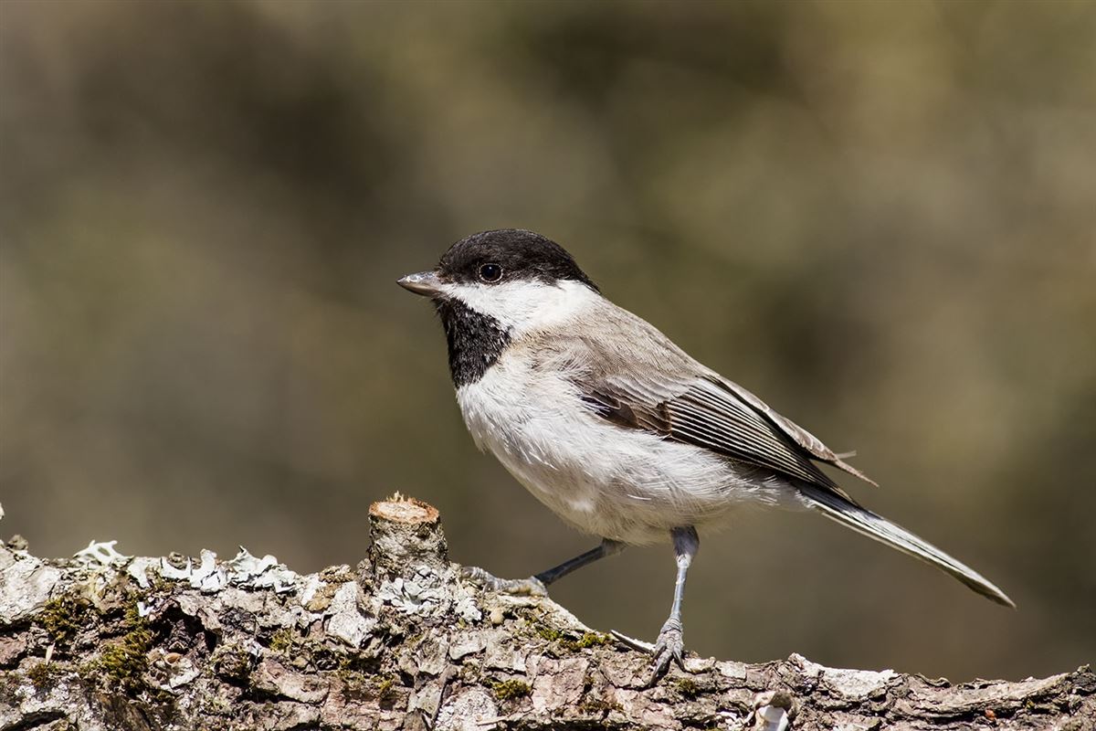 Sombre Tit