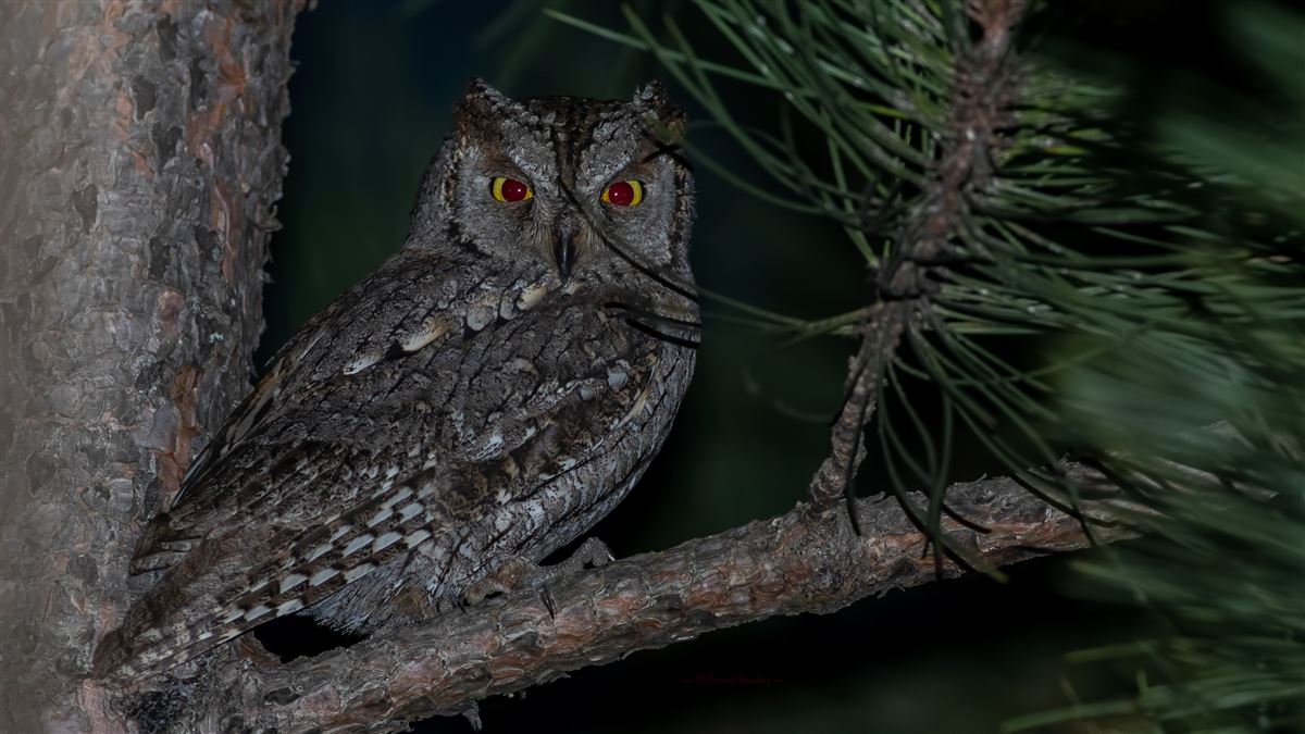 Eurasian Scops Owl