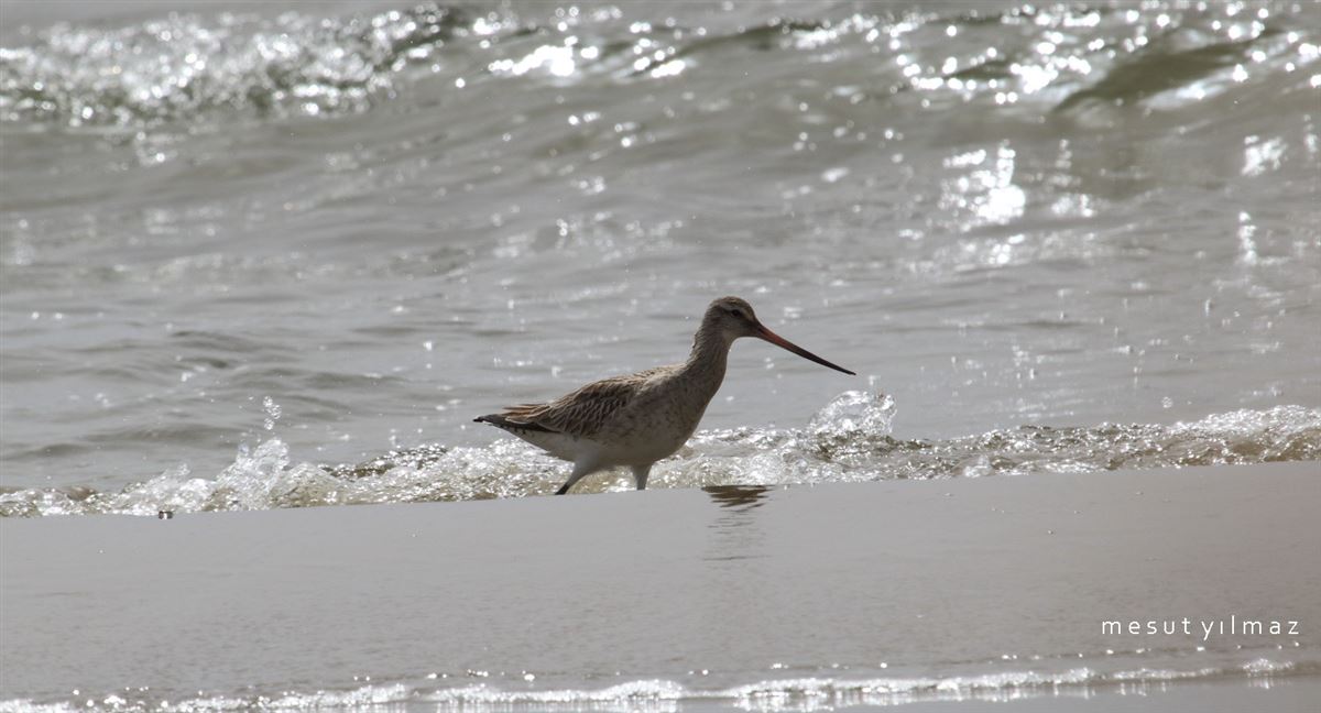 Bar-tailed Godwit