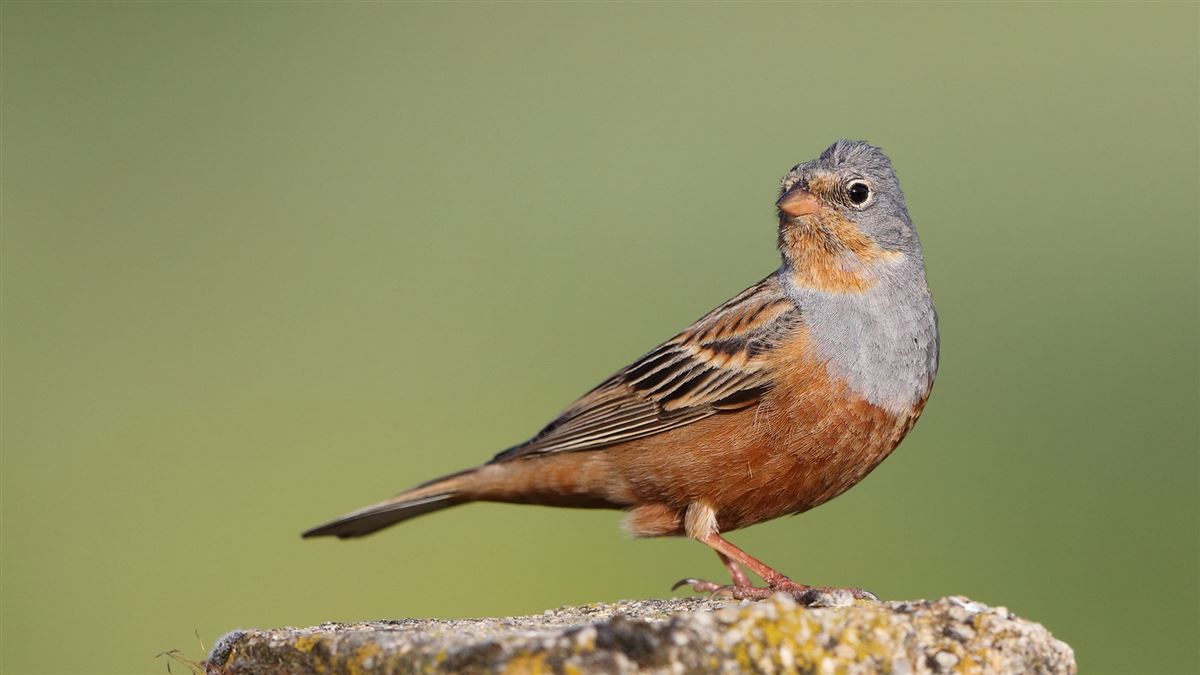Cretzschmar`s Bunting