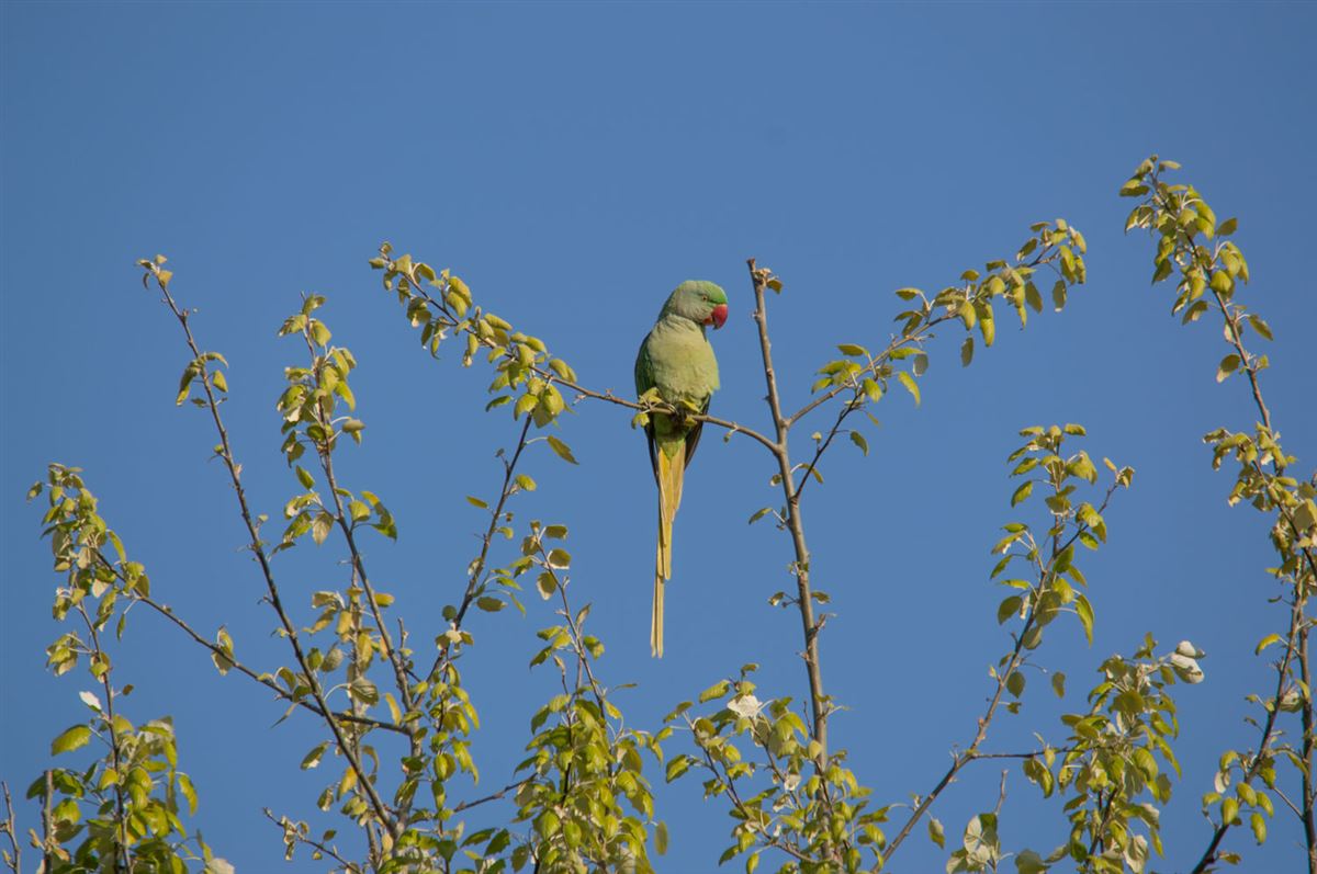 Alexandrine Parakeet