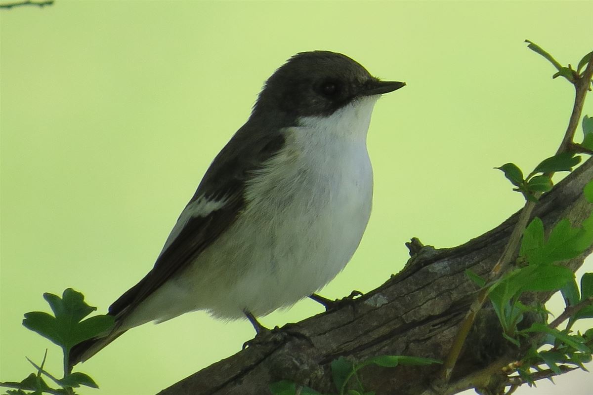 European Pied Flycatcher