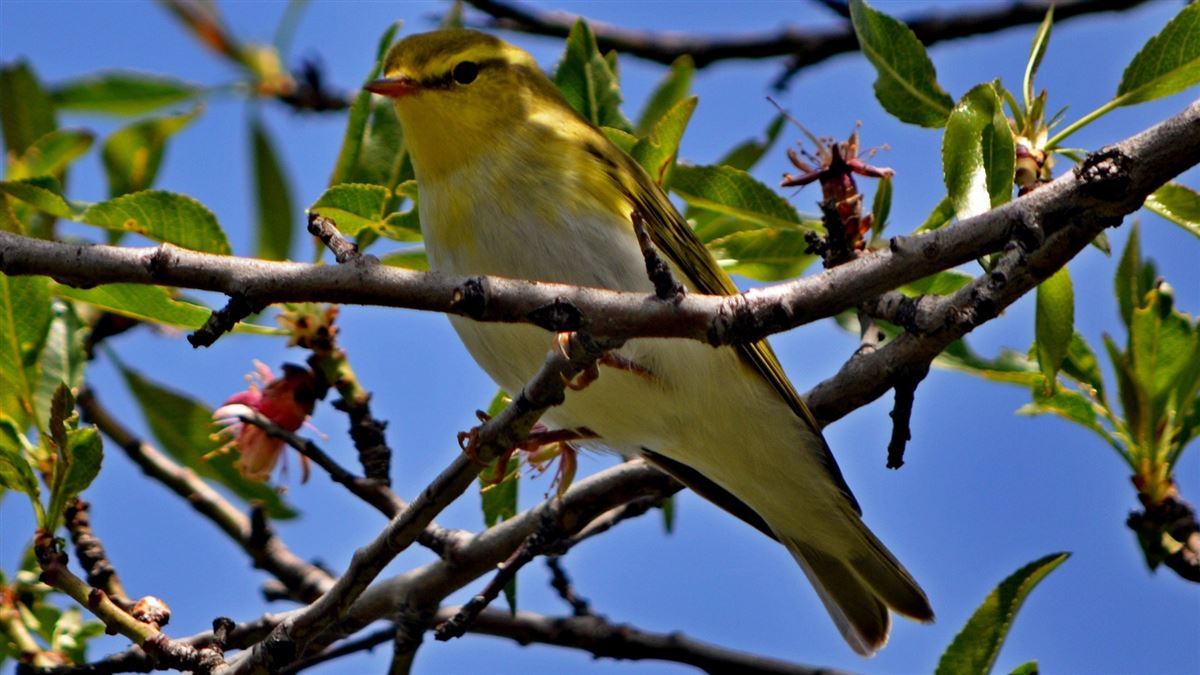 Wood Warbler