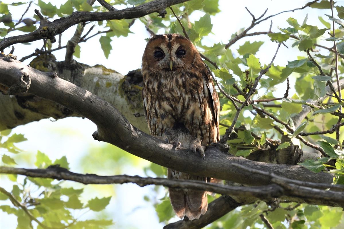 Tawny Owl