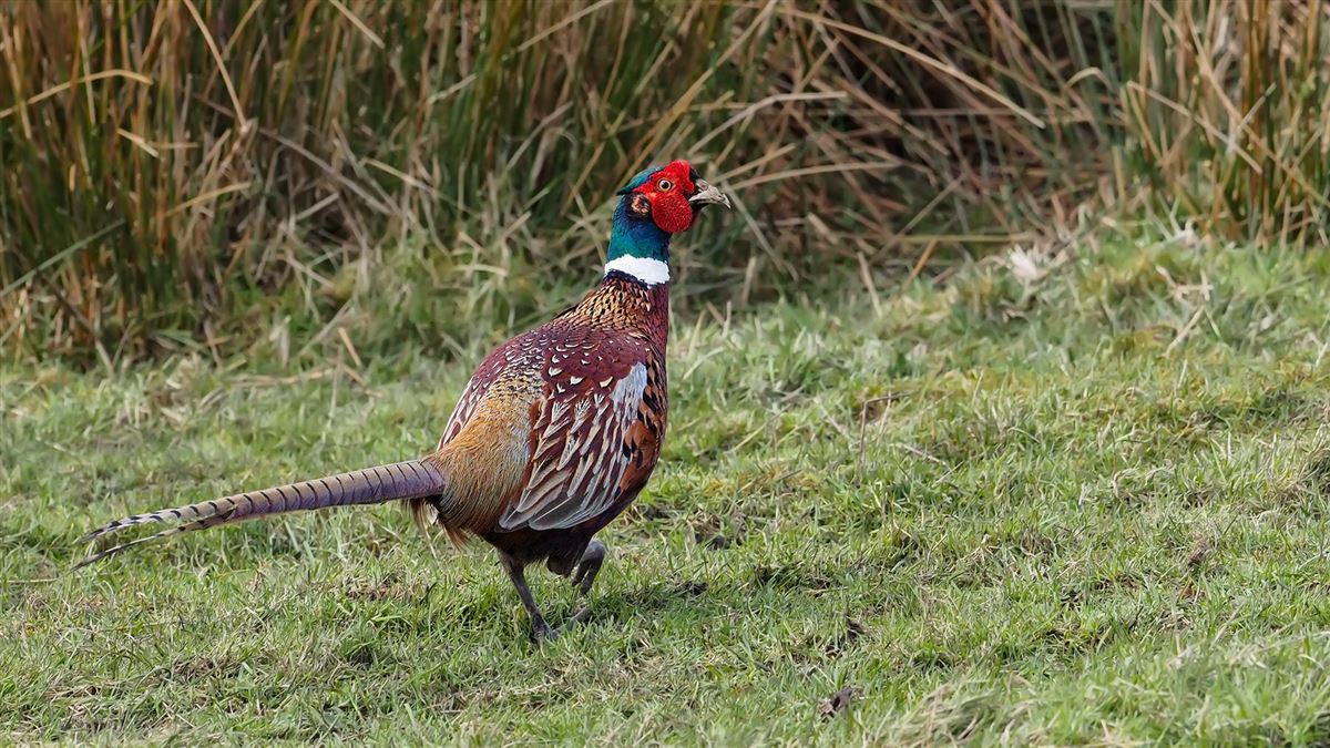 Common Pheasant