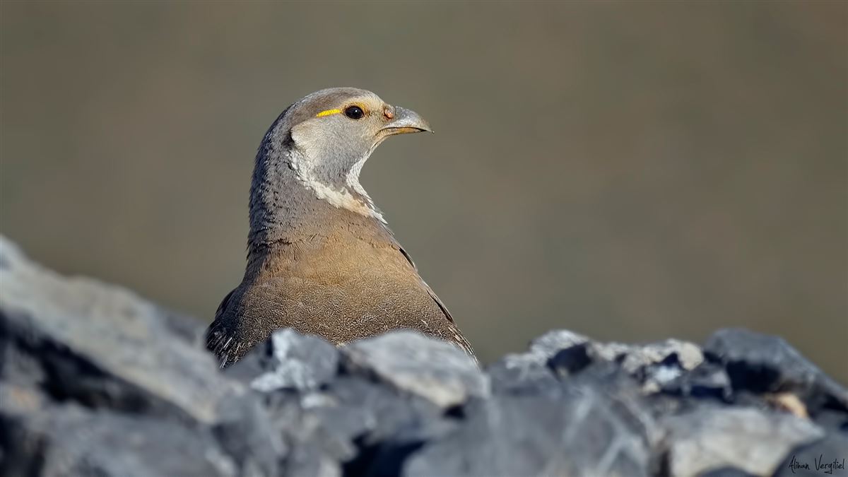 Caspian Snowcock