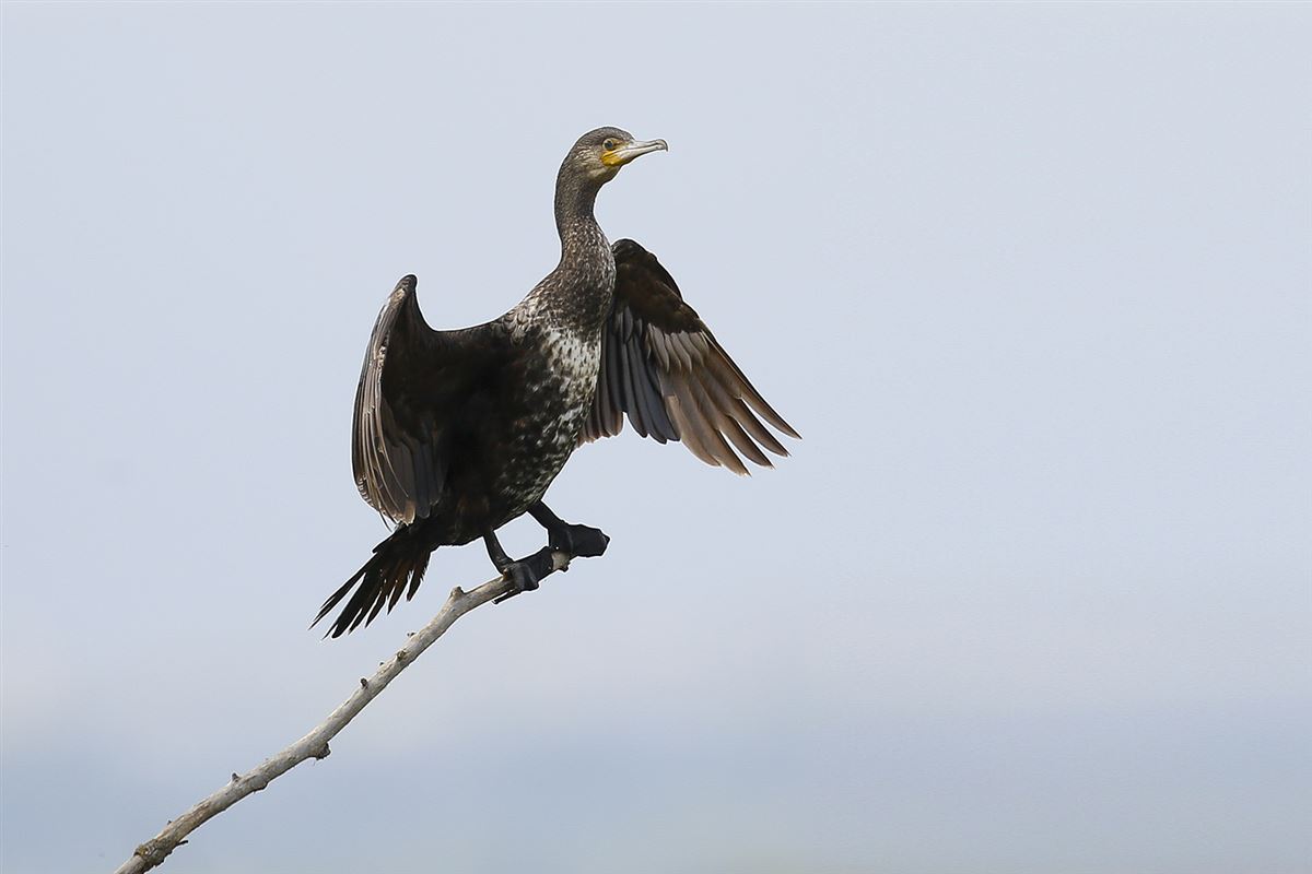 Karabatak