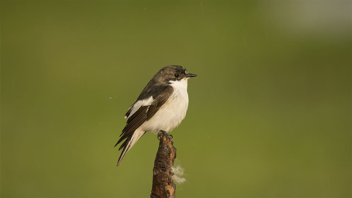 European Pied Flycatcher