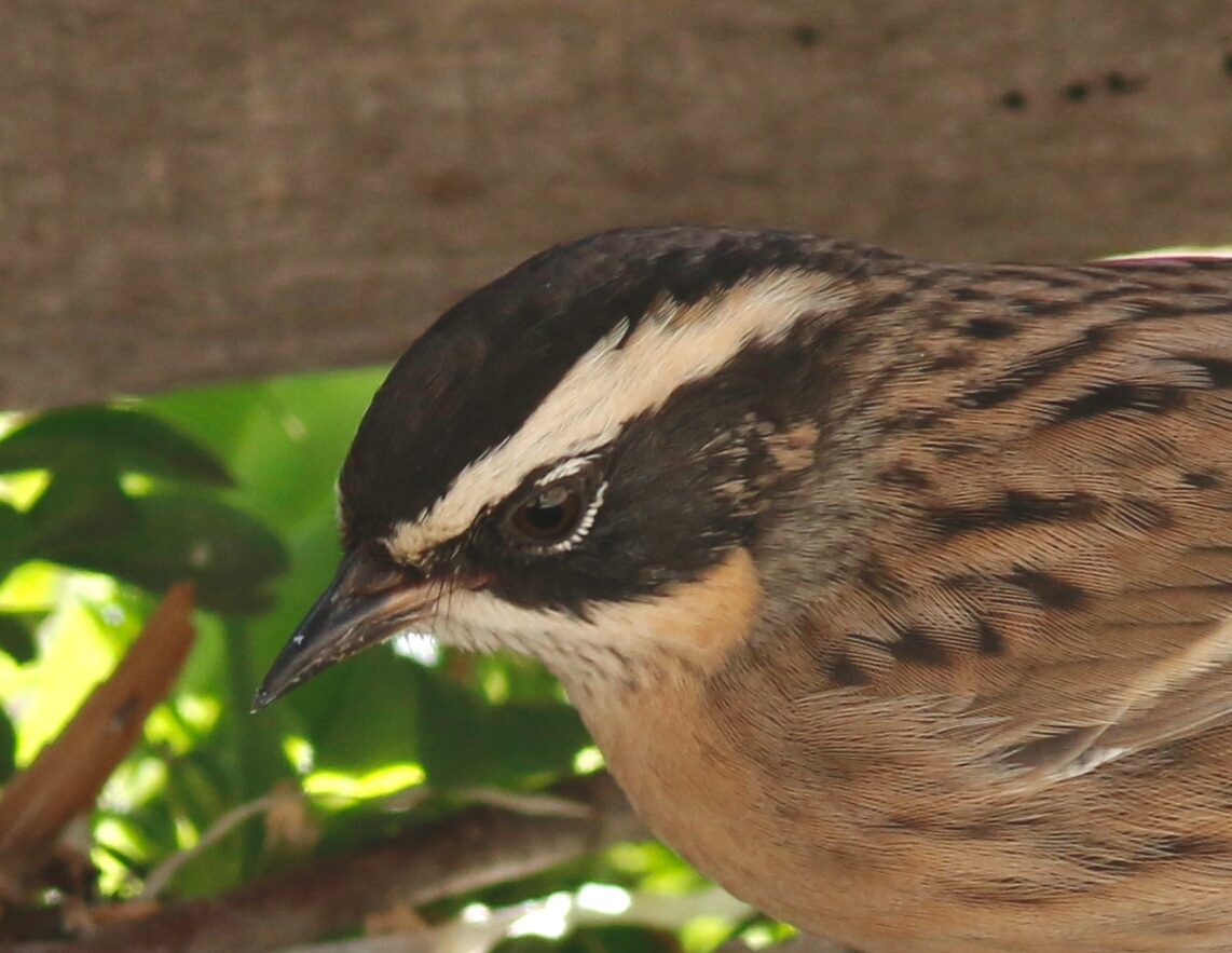 Radde`s Accentor